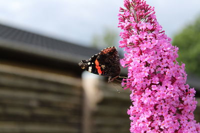 Close-up of insect on pink flower