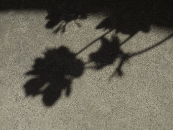 Shadow of people on street
