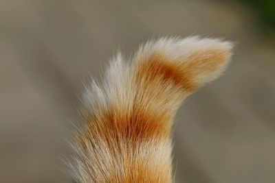 Close-up of hair over white background