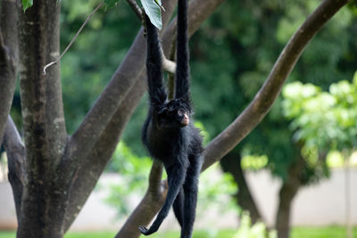 Monkey on tree trunk