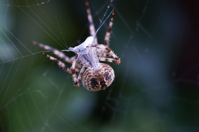 Close-up of spider weaving web