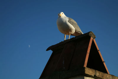 Low angle view of seagull perching on wooden post against sky