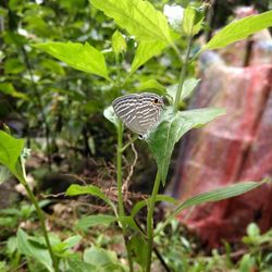 Close-up of butterfly on plant