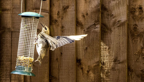 Close-up of a bird on wooden wall