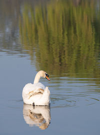 View of swan floating on lake