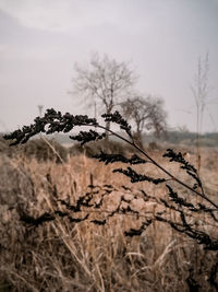Close-up of dry plant on field against sky