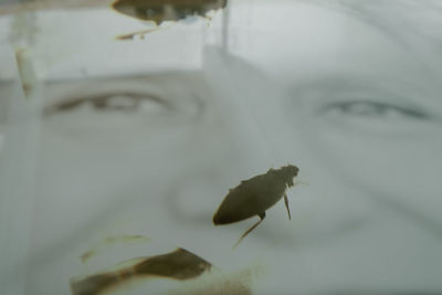Close-up of insect on leaf