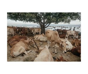 Panoramic view of sheep