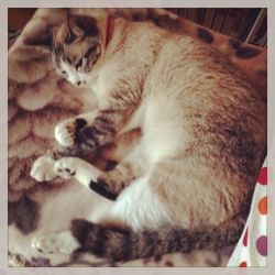 Close-up of cat sleeping