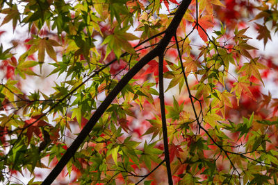 Low angle view of flowering tree