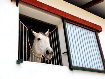 White horse in stable