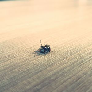 Close-up of insect on sea