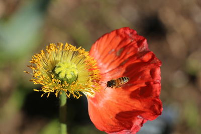 Close-up of red flower