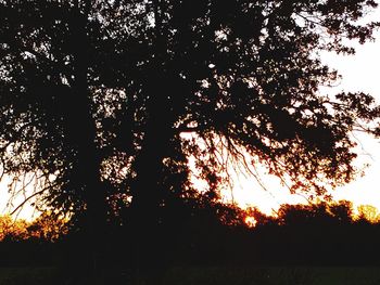Low angle view of silhouette trees against sky at sunset