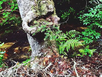 Close-up of tree trunk in forest