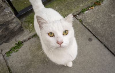 High angle portrait of white cat on footpath