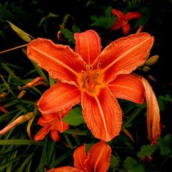 Close-up of orange flower