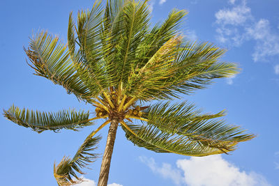 Low angle view of palm tree against blue sky