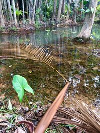 Leaves floating on water in forest