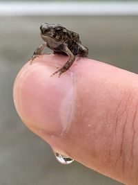 Close-up of hand holding leaf