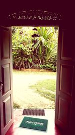 Plants growing in yard seen through window