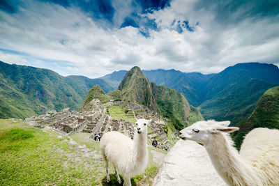 Llamas on machu picchu against sky