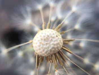 Close-up of flower against blurred background