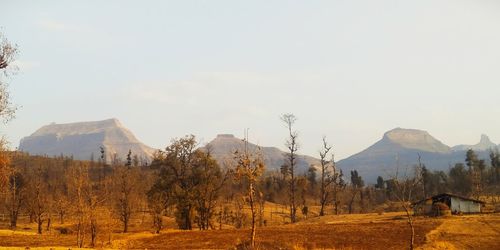 Panoramic shot of trees on field against sky