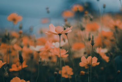 Close-up of flowering plants on field against sky