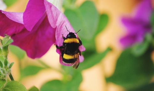 Close-up of insect on flower