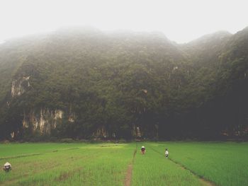 Scenic view of tree on field