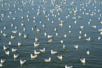 High angle view of birds flying over sea