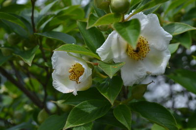 Close-up of white flower blooming outdoors