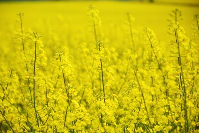 Scenic view of oilseed rape field