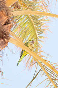 Low angle view of coconut palm tree against clear sky