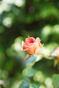 Close-up of pink rose