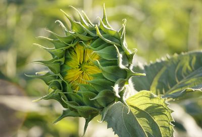 Close-up of green plant