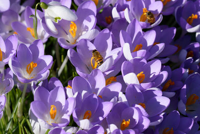 Close-up of purple flowering plants