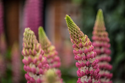 Close-up of flower buds