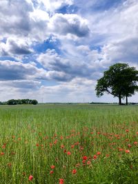Scenic view of field against sky