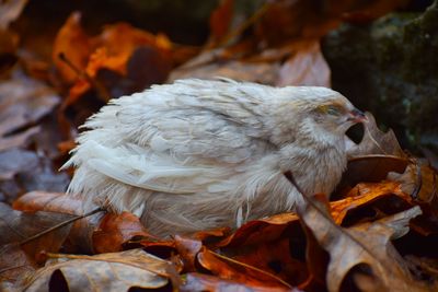 Close-up of bird on field during autumn