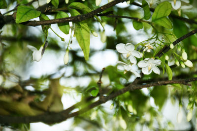 Close-up of flowering plant against tree