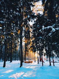 Trees against sky during winter