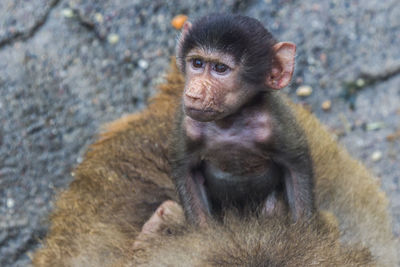 Portrait of monkey sitting in zoo