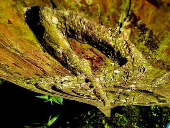 Close-up of water drops on plant