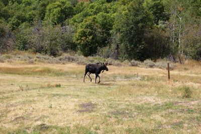 Horse in a meadow