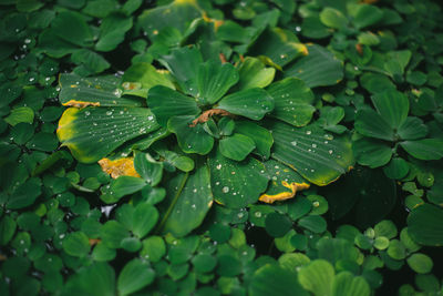 High angle view of raindrops on leaves