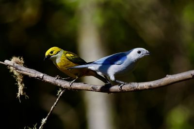 Close-up of bird perching on tree