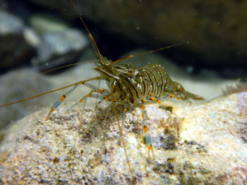 Close-up of insect on rock