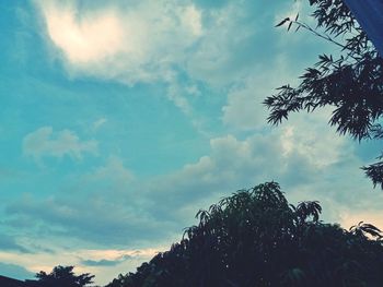 Low angle view of tree against sky